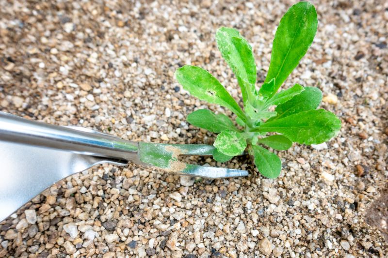 Flower Bed Weeding Service in Honolulu, HI