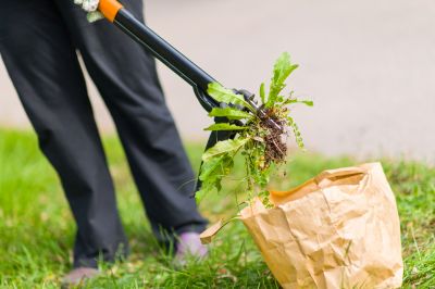 Flower Bed Weeding Service in Ventura County, CA