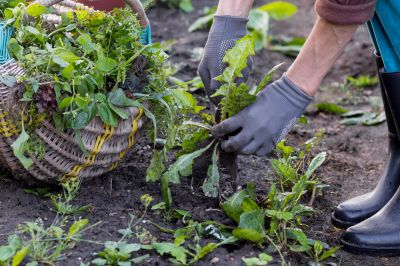Flower Bed Weeding Service in Rockwall, TX