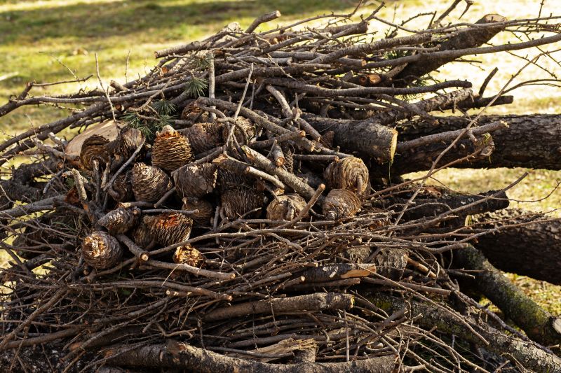 Tree Branch Disposal in Honolulu, HI
