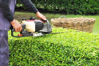 Shrub Trimming and Removal